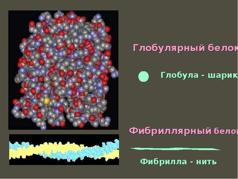 Биологические молекулы презентация