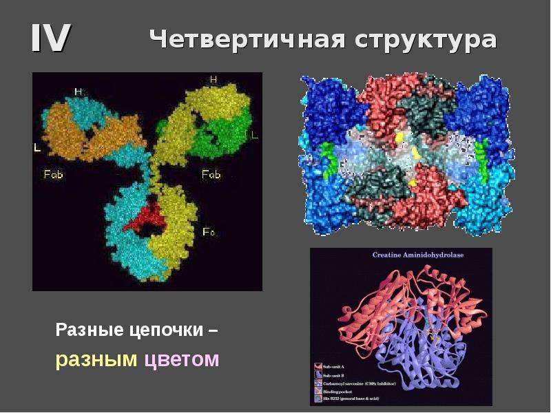 Биологические молекулы презентация