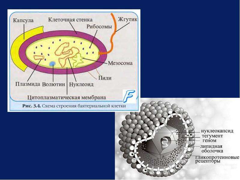Клетка бактерий рибосомы. Рибосомы бактериальной клетки. Строение бактериальной рибосомы. Постоянные структуры бактериальной клетки. Функции рибосом бактериальной клетки.