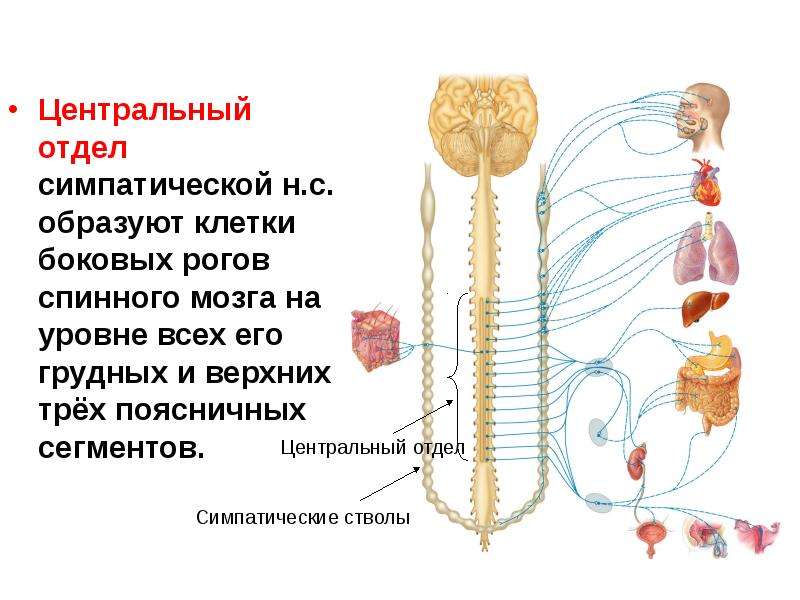 Нс человека строение отделы нс презентация