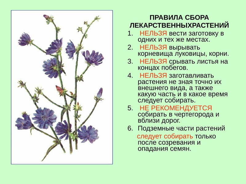 Растение правило. Лекарственные травы Ставрополья. Лекарственные растения Ставропольского края. Полезные растения Ставропольского края. Лекарственные растения Ставропольского края фото и описание.