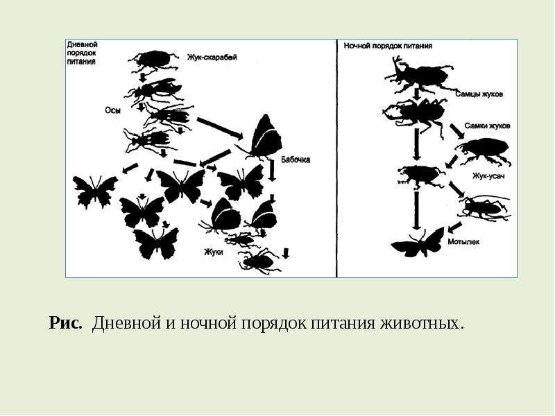 Биологический адрес