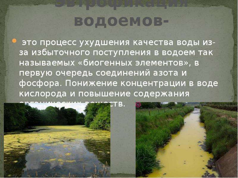 На рисунке показано что в процессе эвтрофикации в водоеме может произойти раванда