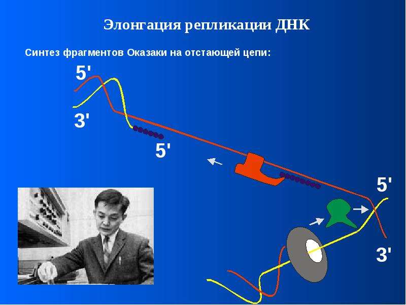 Синтез фрагментов днк. Элонгация репликации ДНК. Репликация Оказаки. Репликация ДНК Оказаки. ФРАГМЕНТЫ Оказаки в репликации.