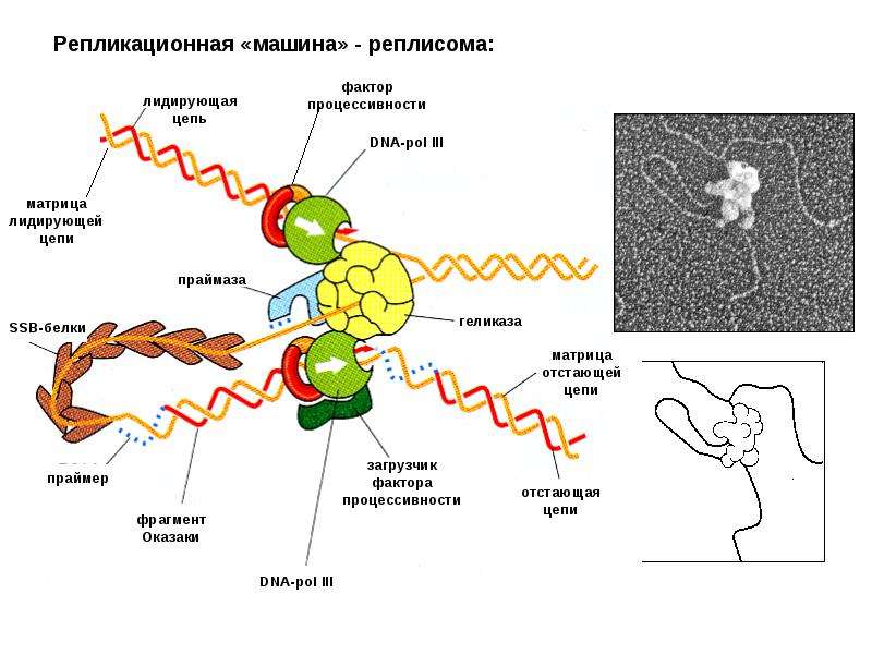 Фактор репликации. Схема элонгации репликации. Элонгация репликации ДНК. Элонгация репликации у прокариот. Элонгация репликации ДНК схема.