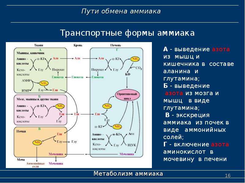 Напишите в виде схемы путь аммиака из нервной ткани к почкам