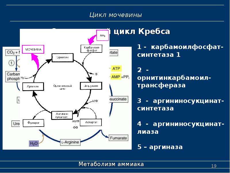 Схема основные этапы метаболизма аммиака в организме