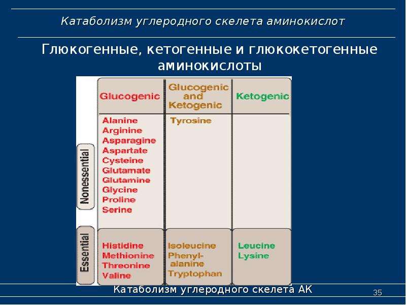 Кетогенные аминокислоты. Катаболизм углеродного скелета аминокислот. Биохимические превращения углеродного скелета аминокислот. Кетогенные и глюкогенные аминокислоты. Глюкогенные аминокислоты.