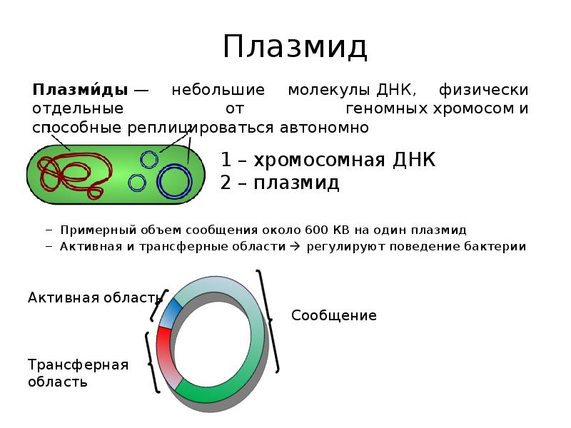 Векторы плазмиды