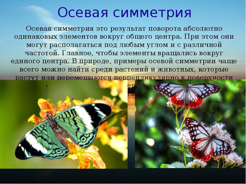 Живая природа и симметрия проект