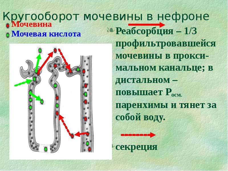 Физиология мочеобразования презентация