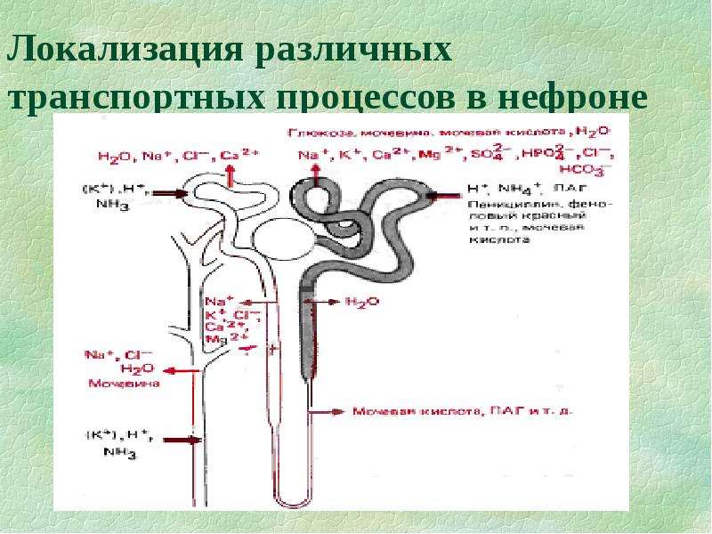 Процессы нефрона