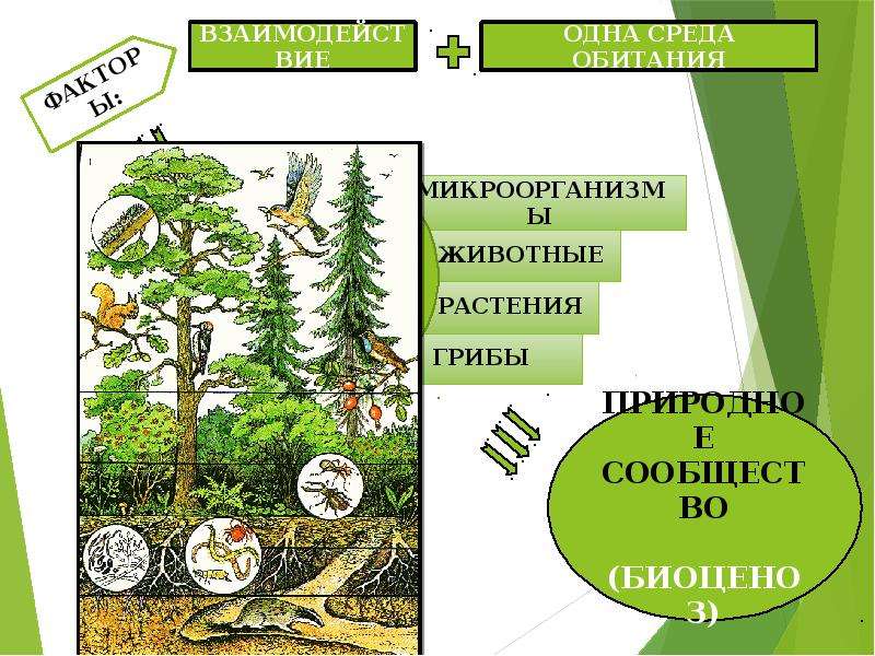 Проект растительное сообщество