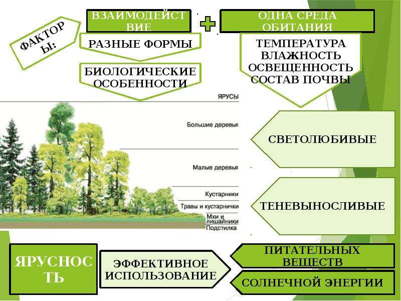 Структура растительного сообщества кратко биология 7 класс. Взаимосвязи в растительном сообществе. Типы сообществ растений. Растительные сообщества примеры. Растительные сообщества схема.