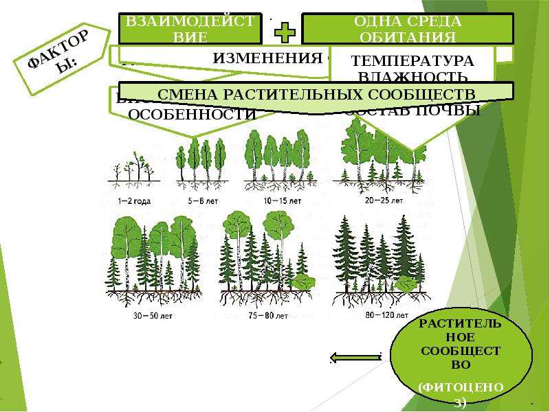 Растительное сообщество парк. Ярусность лесного фитоценоза. Растительные сообщества схема. Разнообразие растительных сообществ.