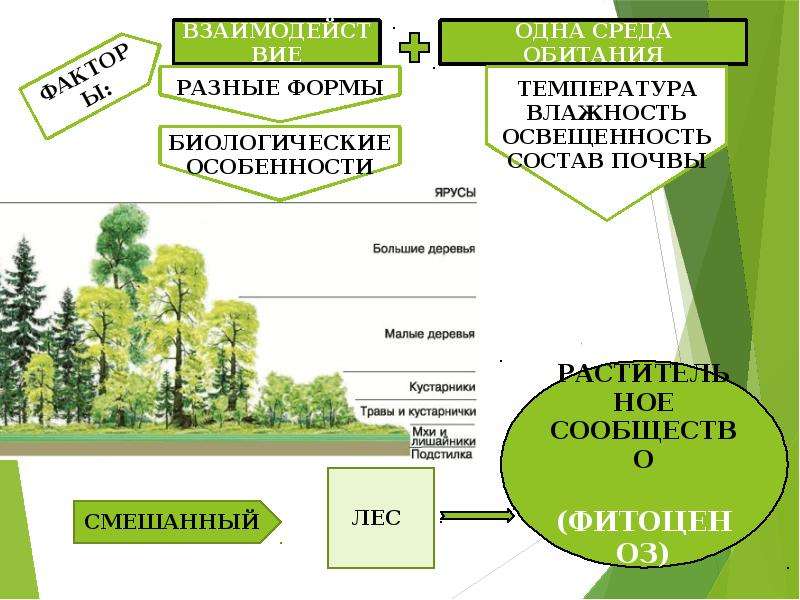 Структура растительного сообщества 7 класс кратко. Растительные сообщества схема. Структура растительного сообщества. Строение растительного сообщества. Структура растительного сообщества схема.