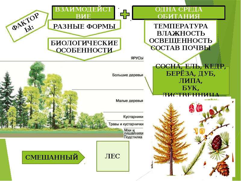 Растительные сообщества презентация 6 класс