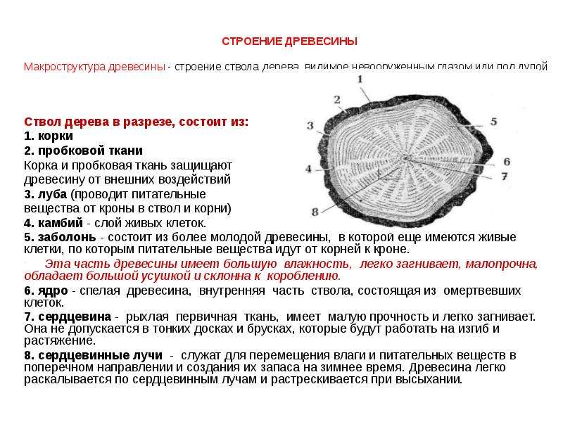 Ядро древесины. Макроструктура древесины срезы. Строение древесины макроструктура. Строение древесных материалов макроструктура древесины. Структура древесины макроструктура.