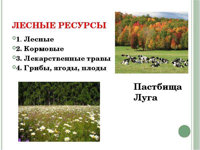 Растительные ресурсы презентация