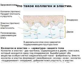 Коллаген и эластин, мифы о косметике