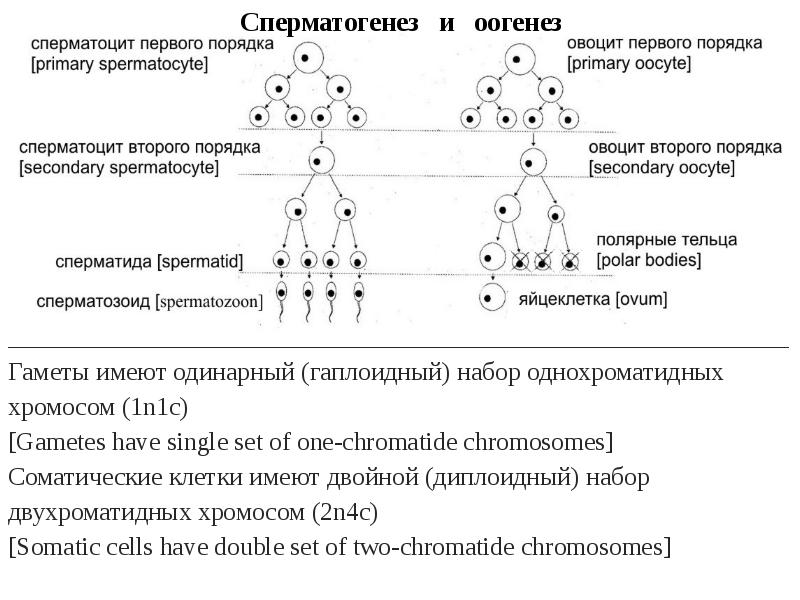 Установите соответствие между признаком гаметогенеза