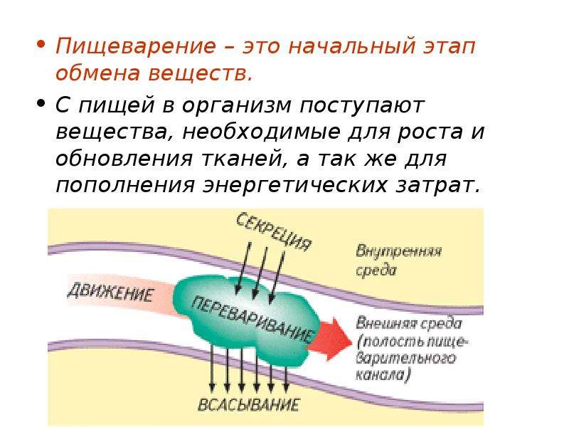 Для чего необходим обмен веществ. Этапы обмена веществ в организме человека. Этапы обмена питательных веществ в организме. Строение обмена веществ. Пищеварение обмен веществ и энергии.