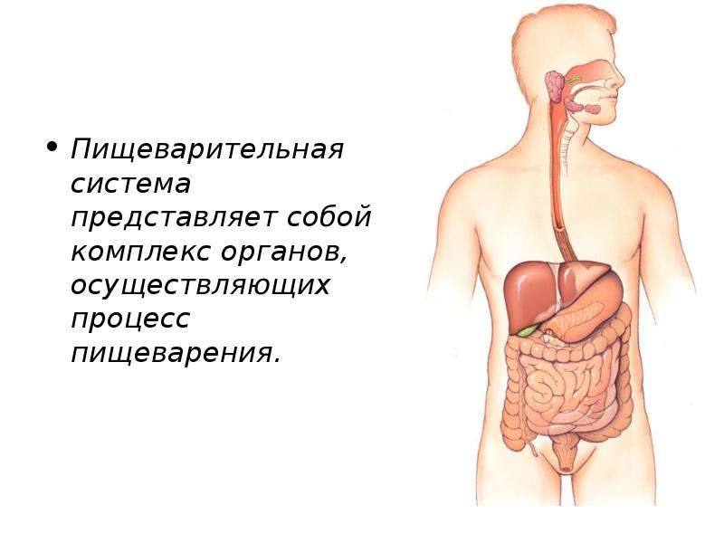 Процесс пищеварения. Общие сведения о пищеварительной системе. Органы процесса пищеварения. Органы осуществляющие процесс пищеварения.