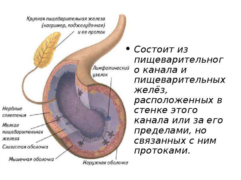 Какие пищеварительные железы находятся за пределами. Железы пищеварительной системы. Пищеварительная система вопросы. Железы в стенках пищеварительной трубки. Протоки желудочной железы.