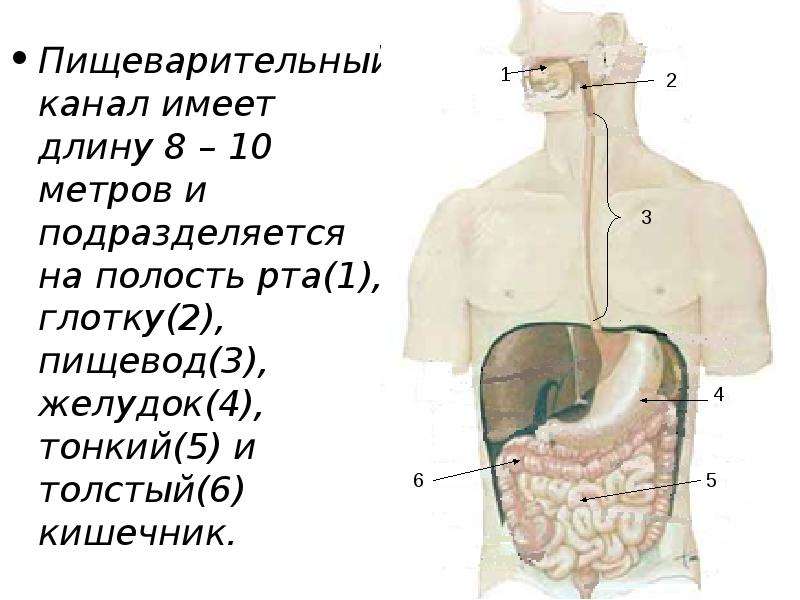 Рот пищевод кишечник. Отделы пищеварительного канала. Пищевод и пищеварительный канал. Канал пищеварительной системы. Отдел пищеварительной системы ротовая полость пищевод желудок.