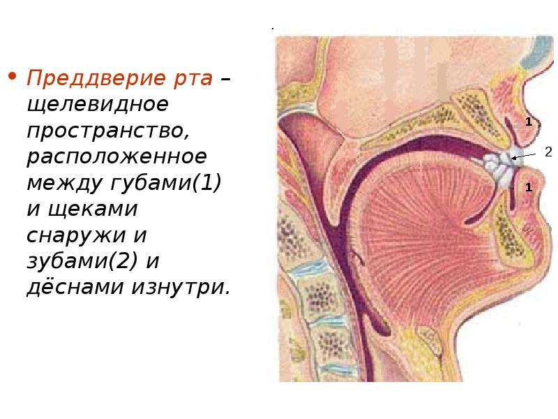 Преддверие рта. Строение преддверия рта. Слизистая преддверия рта образует. Нижний свод преддверия рта. Преддверие полости рта это пространство.