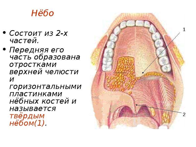 Костная основа полости рта. Твердое небо состоит из.