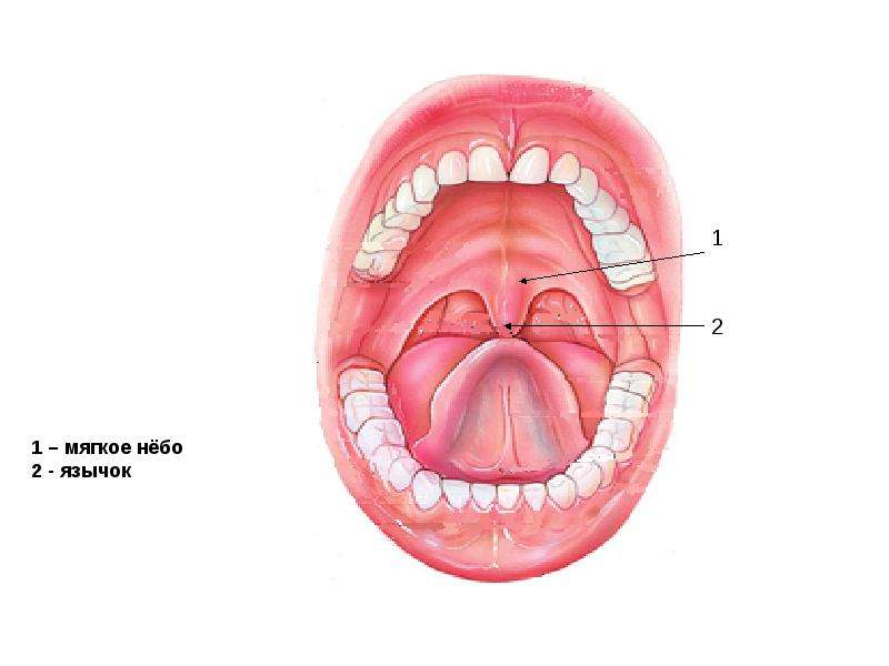 Рот пол 4. Анатомия полости рта у детей. Строение полости рта у детей. Анатомия полости рта младенца. Строение полости рта младенца.