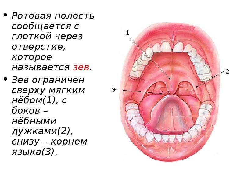 Отверстия полости рта