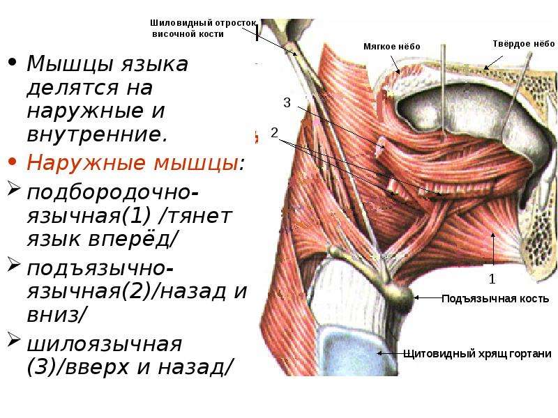 Мышцы языка. Подбородочно язычная мышца языка. Подбородочно-язычная мышца, m. genioglossus. Подъязычно язычная мышца латынь.