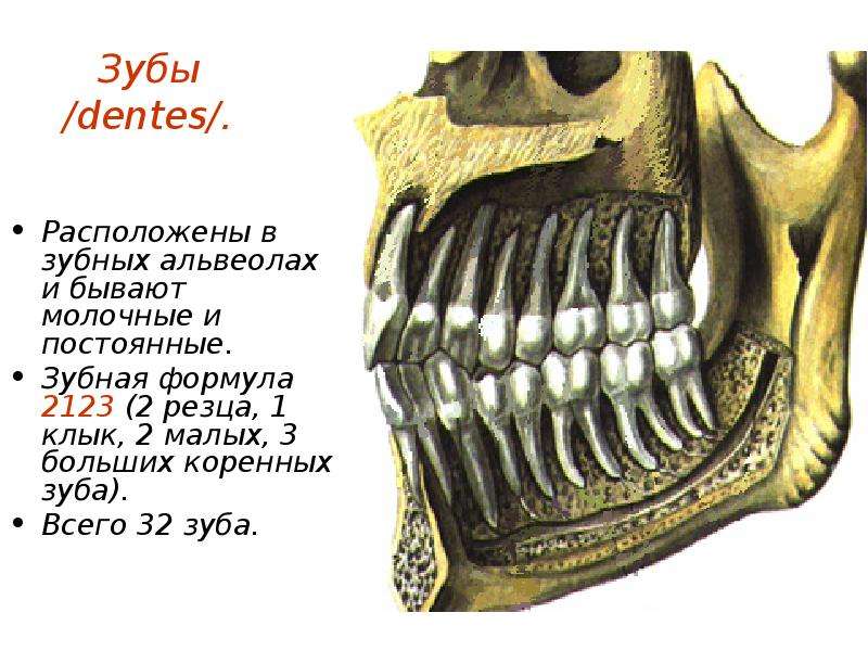 Коренные зубы вторым. Расположение зубов в черепе. Коренные зубы у взрослого. Молочные и постоянные зубы анатомия.