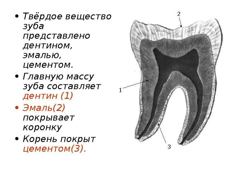 Поверхность зуба покрыта