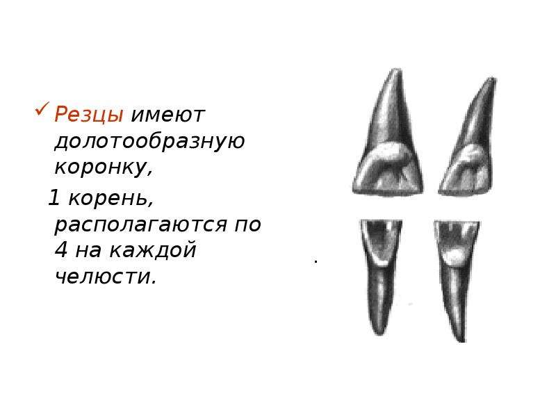 Строение молочного зуба у детей. Молочный зуб строение нижние резцы. Молочный зуб резец с корнем. Строение молочного зуба резца.