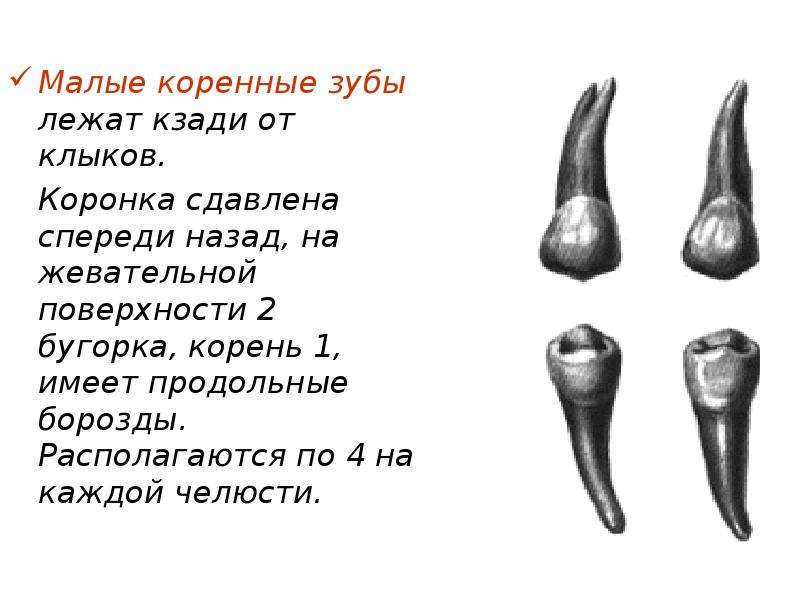 Коренной зуб 5 букв. Резцы клыки премоляры моляры строение зубов. Строение малых коренных зубов. Клык малый 2 в 1. Резец клык малый коренной коренной.