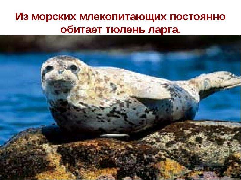 Дальневосточный морской заповедник доклад презентация