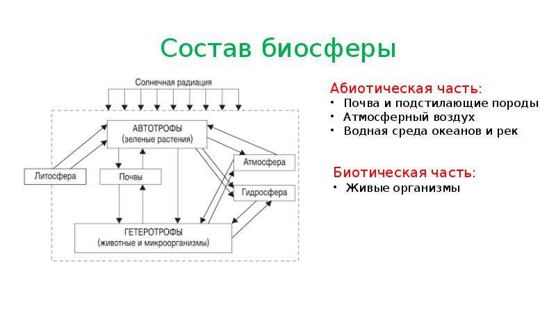 Схема основные компоненты биосферы