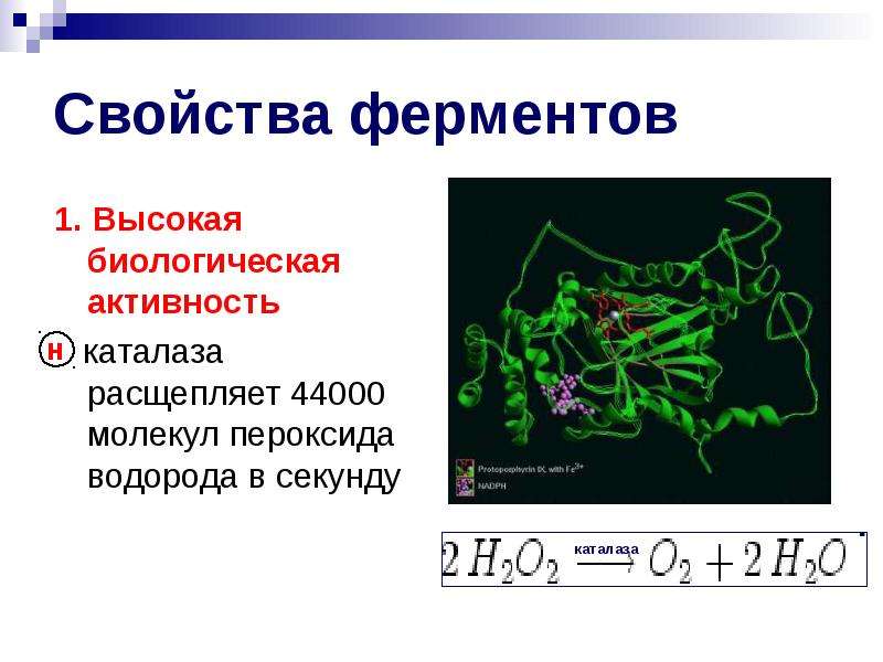 Активность фермента каталазы. Каталаза расщепляет перекись водорода. Биологическая активность ферментов. Каталаза и пероксид водорода. Свойства ферментов биология.