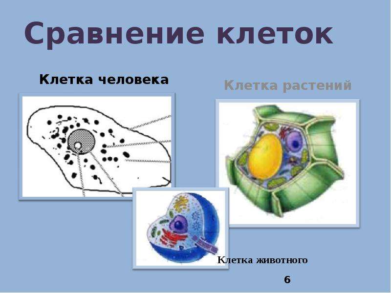 Презентация сравнение клеток