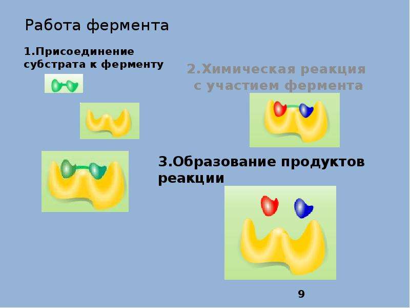 Проект ферменты 10 класс