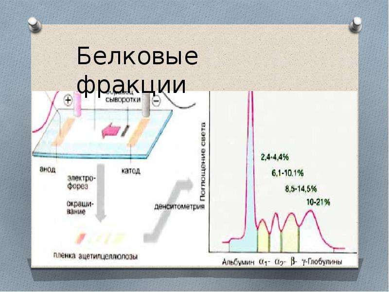 Фракции белков. Нормы белковых фракций. Белковые фракции анализ. Исследование белковых фракций. Белковые фракции крови.