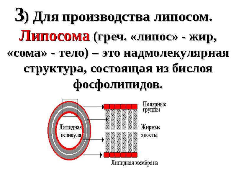 Структура бислоя. Надмолекулярная структура. Производство липосом. Структура липосом.