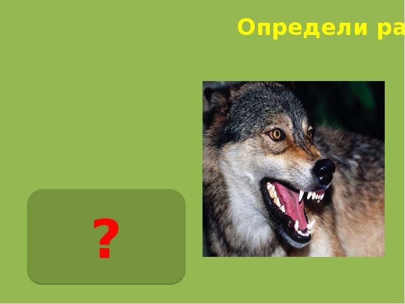 Волчий аппетит значение. Прилагательное волк. Прилагательное с Волчий. Притяжательные прилагательные Волчий.