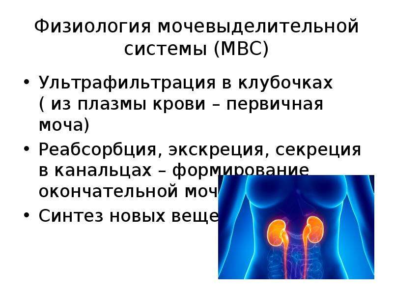 Патология мочевыделительной системы презентация