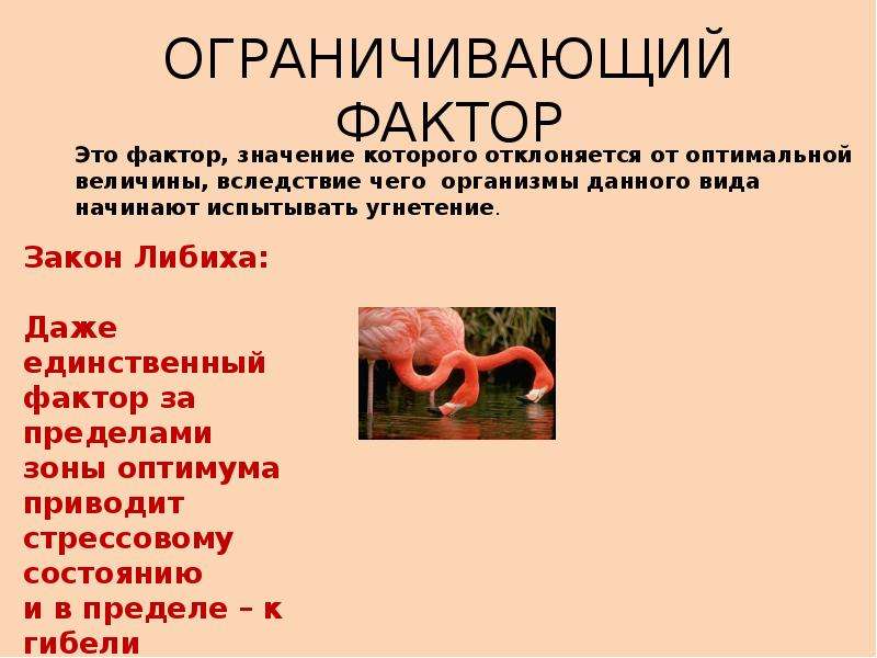 Ограничивающие факторы проекта