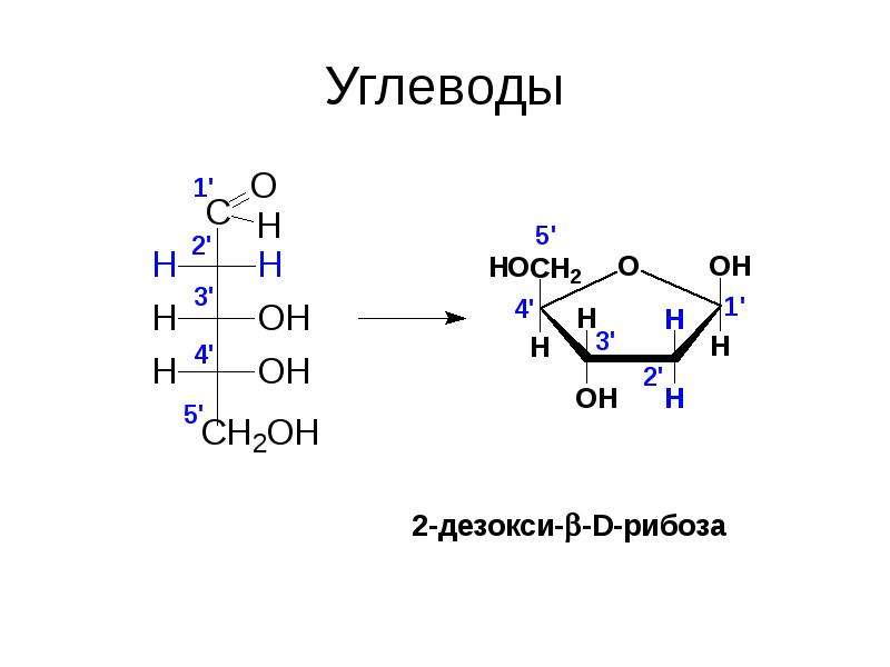 Функции нуклеиновых кислот углеводов. Углеводы нуклеиновые кислоты. Из чего состоит рибоза. В чём содержится рибоза.
