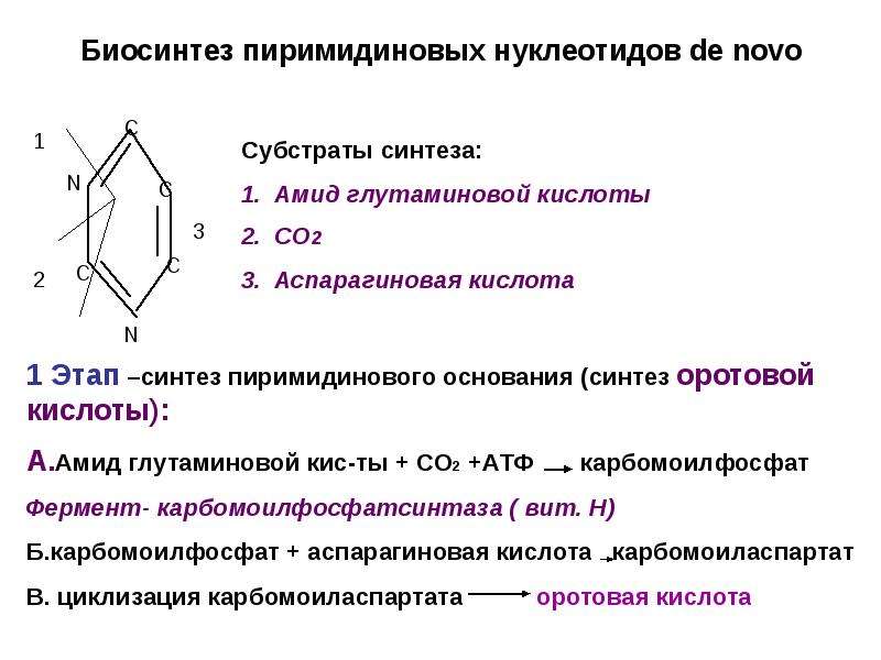 Синтез нуклеотидов. Синтез пиримидиновых нуклеотидов de novo. Биосинтез пиримидиновых нуклеотидов. Субстратами для синтеза пиримидиновых нуклеотидов de novo. Этапы синтеза пиримидиновых нуклеотидов.